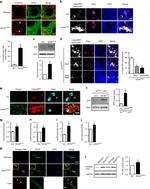 GAPDH Loading Control Antibody in Western Blot (WB)