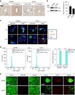 Transferrin Receptor Antibody in Western Blot, Immunohistochemistry (WB, IHC)
