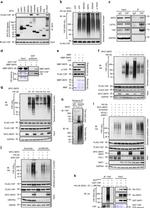 SKP2 Antibody in Western Blot (WB)