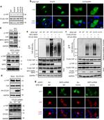 GAPDH Loading Control Antibody in Western Blot (WB)