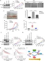 GAPDH Loading Control Antibody in Western Blot (WB)