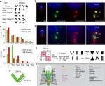 POC5 Antibody in Immunocytochemistry (ICC/IF)