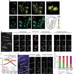 POC5 Antibody in Immunocytochemistry (ICC/IF)