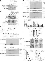 E-cadherin Antibody in Western Blot (WB)