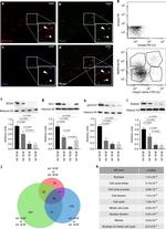 CDw293 Antibody in Immunohistochemistry (IHC)