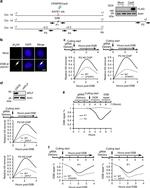 APLF Antibody in Western Blot (WB)