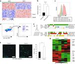 CD184 (CXCR4) Monoclonal Antibody (2B11), Functional Grade, eBioscience™