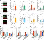 MAVS Antibody in Western Blot (WB)