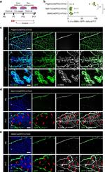 GFP Antibody in Immunohistochemistry (IHC)
