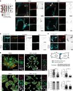 ZO-1 Antibody in Immunohistochemistry (IHC)