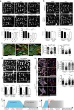 ZO-1 Antibody in Immunohistochemistry (IHC)