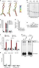 GAPDH Loading Control Antibody in Western Blot (WB)