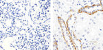 Claudin 10 Antibody in Immunohistochemistry (Paraffin) (IHC (P))