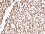 Myelin Basic Protein Antibody in Immunohistochemistry (Paraffin) (IHC (P))