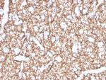 Myelin Basic Protein Monoclonal Antibody (MBP/4271)