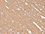 Myelin Basic Protein Monoclonal Antibody (MBP/4274)