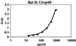 Rat IL-12 p40 ELISA Kit