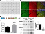 Tau Antibody in Immunoprecipitation (IP)