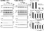 Transferrin Receptor Antibody in Western Blot (WB)
