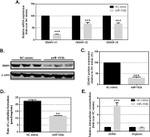 beta Actin Loading Control Antibody in Western Blot (WB)