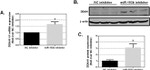 beta Actin Loading Control Antibody in Western Blot (WB)