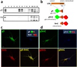 Transferrin Receptor Antibody in Western Blot (WB)