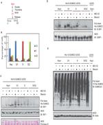 beta Actin Loading Control Antibody in Western Blot (WB)