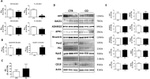PEN2 Antibody in Western Blot (WB)