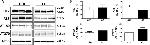 Phospho-Tau (Thr181) Antibody in Western Blot (WB)