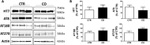 Tau Antibody in Western Blot (WB)