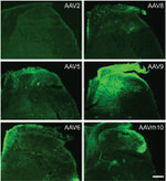 GFP Antibody in Immunohistochemistry (IHC)