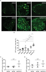 GFP Antibody in Immunohistochemistry (IHC)