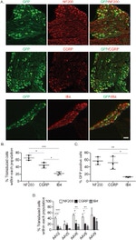 GFP Antibody in Immunohistochemistry (IHC)