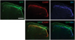 GFP Antibody in Immunohistochemistry (IHC)