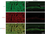 GFP Antibody in Immunohistochemistry (IHC)