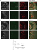 GFP Antibody in Immunohistochemistry (IHC)