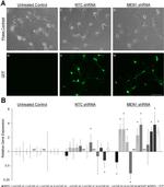 GFP Antibody in Immunocytochemistry (ICC/IF)