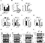 Hepatitis C Virus Core Antigen Antibody in Western Blot (WB)