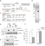 ETFB Antibody in Western Blot (WB)