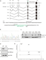 ETFB Antibody in Western Blot (WB)