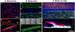 Claudin 5 Antibody in Immunohistochemistry (IHC)