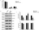 beta Actin Loading Control Antibody in Western Blot (WB)