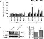 beta Actin Loading Control Antibody in Western Blot (WB)