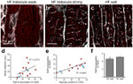 Ryanodine Receptor Antibody in Immunohistochemistry (IHC)
