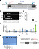 V5 Tag Antibody in Western Blot (WB)