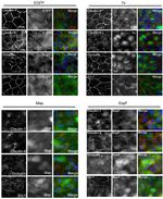 ZO-1 Antibody in Immunocytochemistry (ICC/IF)