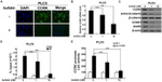 Cyclin D1 Antibody in Western Blot (WB)