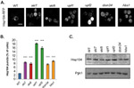 PGK1 Antibody in Western Blot (WB)