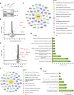 RNF181 Antibody in Western Blot, Immunoprecipitation (WB, IP)