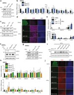 RNF181 Antibody in Western Blot (WB)